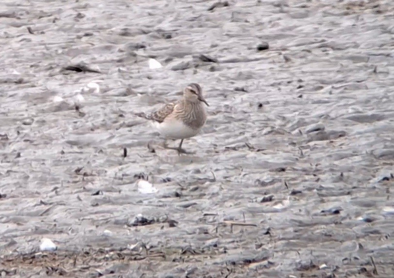Pectoral Sandpiper - ML642953337