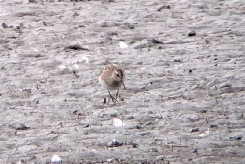 Pectoral Sandpiper - ML642953342