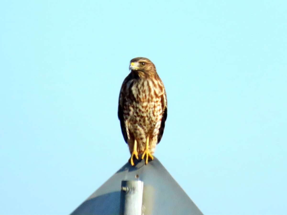 Red-shouldered Hawk - ML642953352
