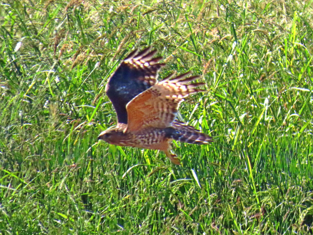 Red-shouldered Hawk - ML642953353