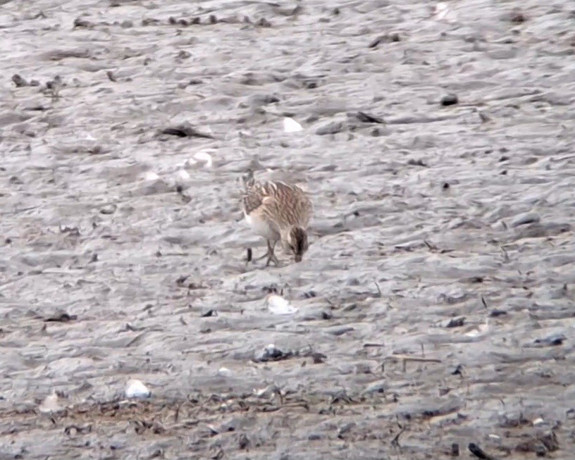 Pectoral Sandpiper - ML642953354