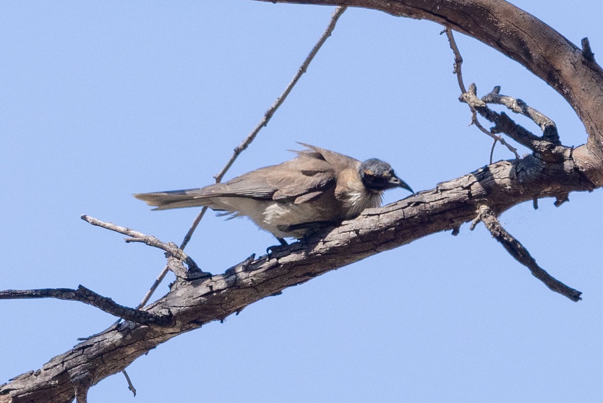 Noisy Friarbird - ML642953355