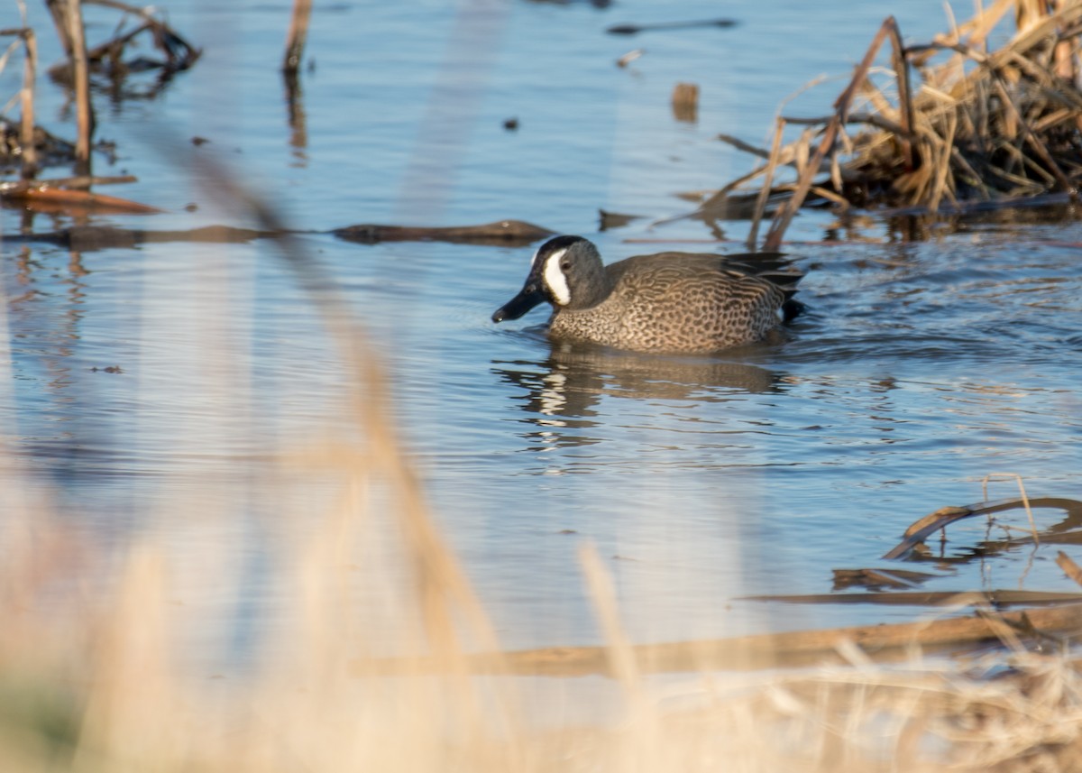 Blue-winged Teal - ML642953362