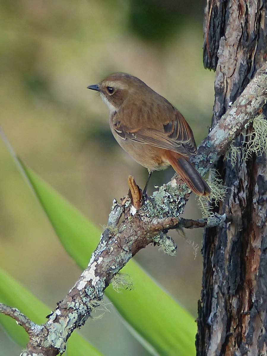 Gray Bushchat - ML642953374