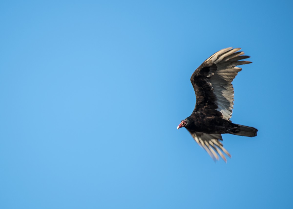 Turkey Vulture - ML642953375
