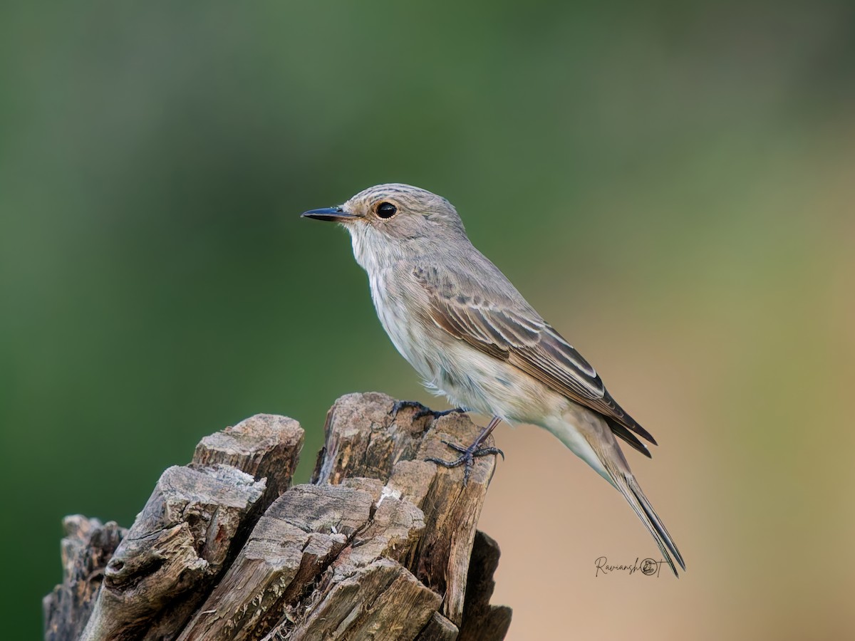 Spotted Flycatcher - ML642953376