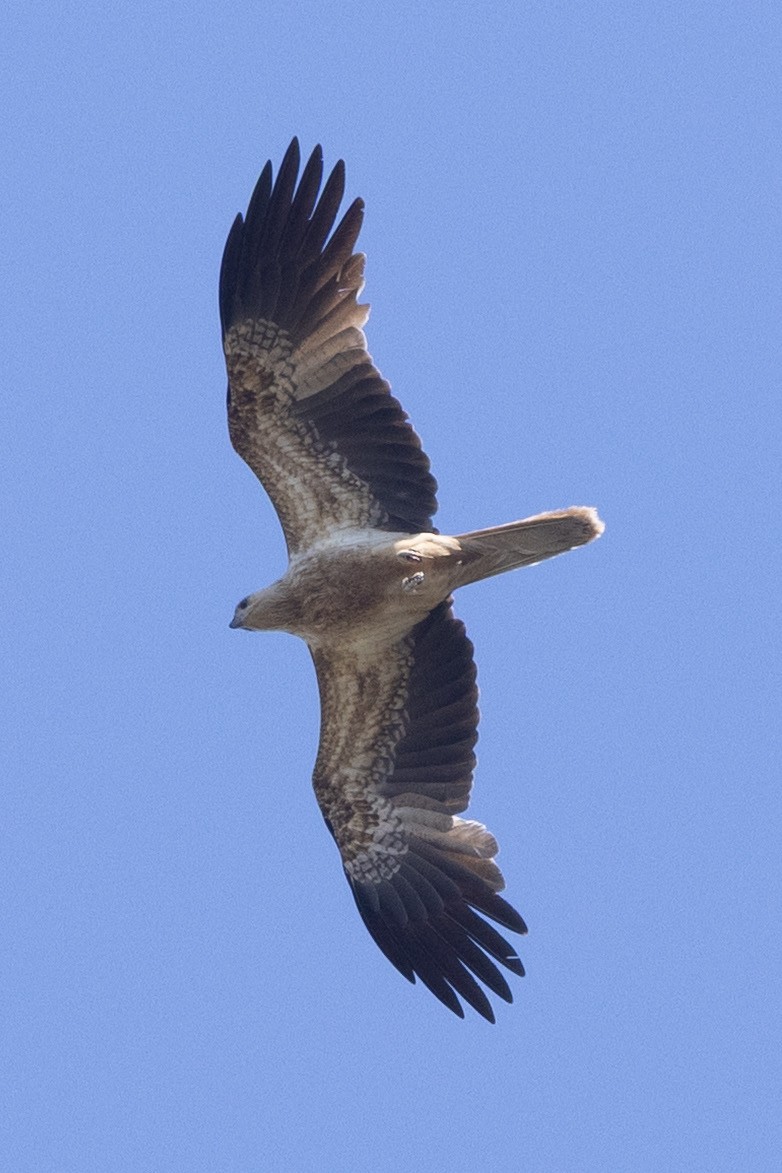 Whistling Kite - ML642953379