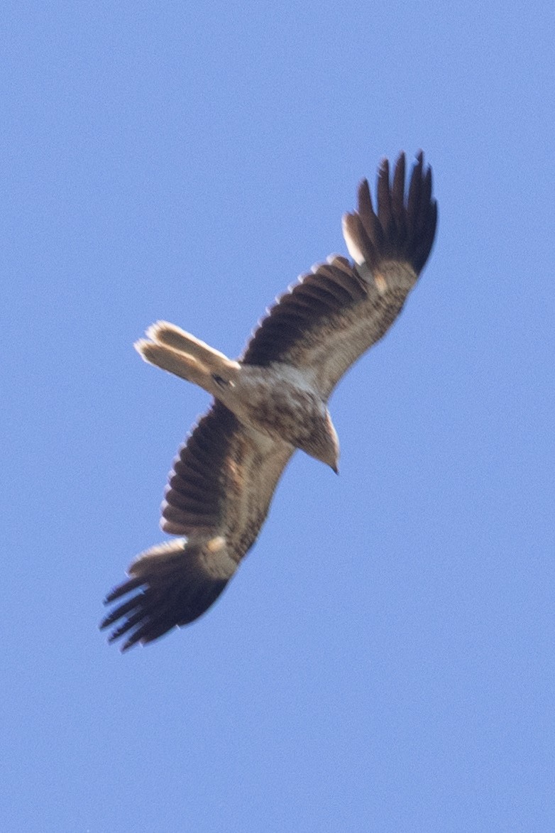 Whistling Kite - ML642953380