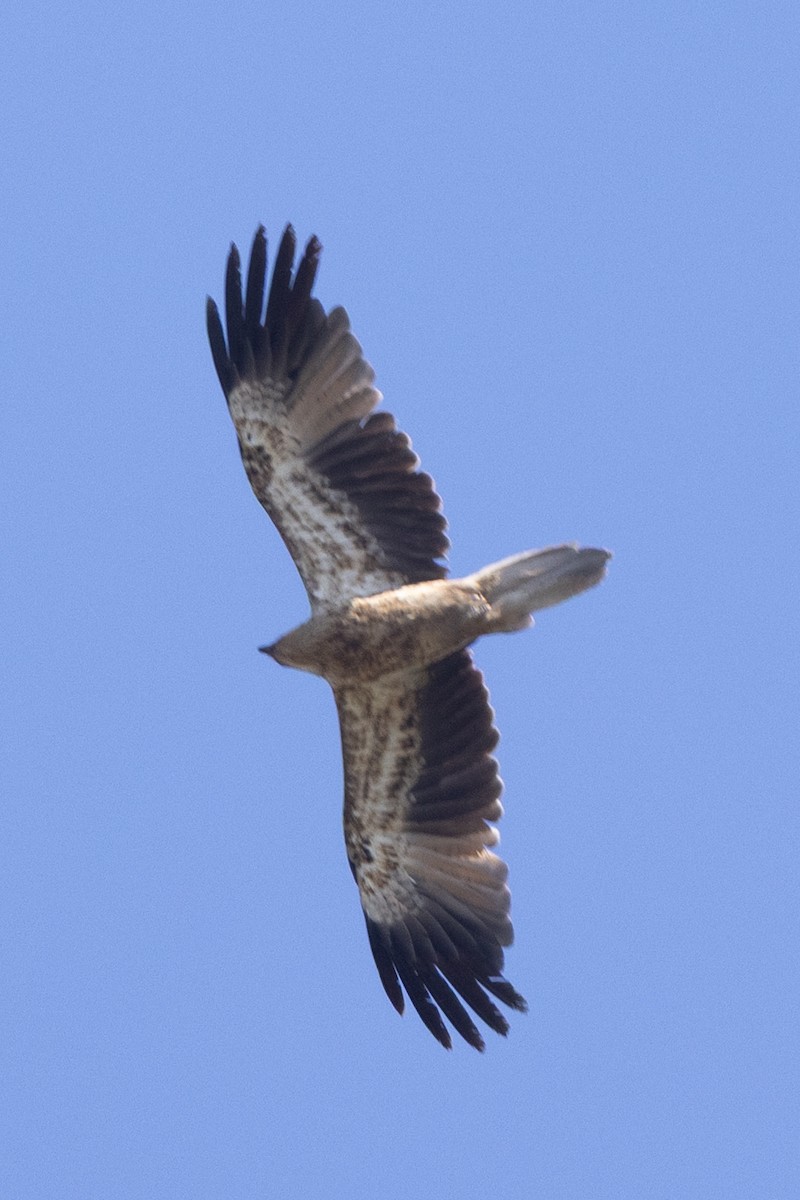 Whistling Kite - ML642953381