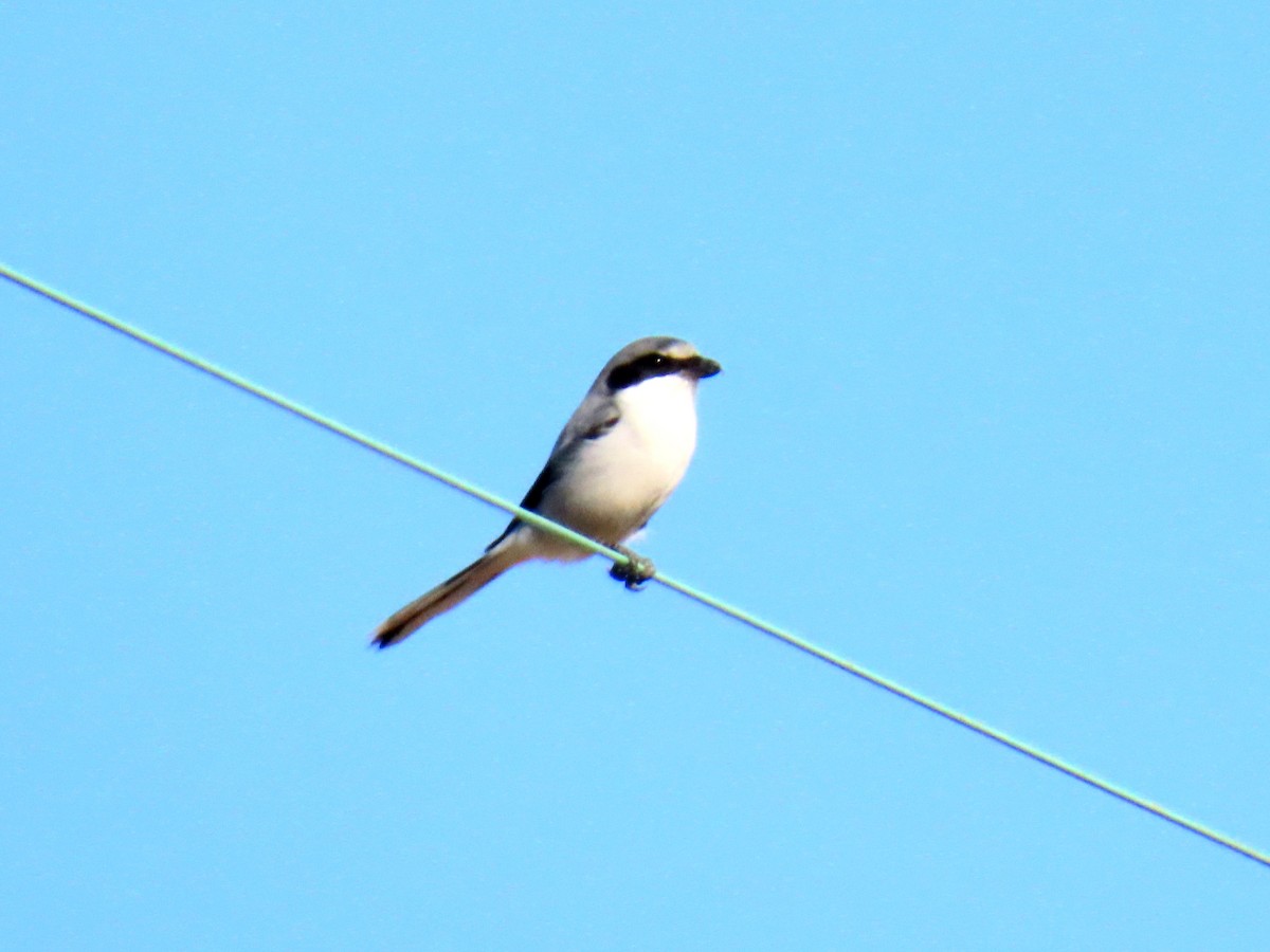 Loggerhead Shrike - ML642953383