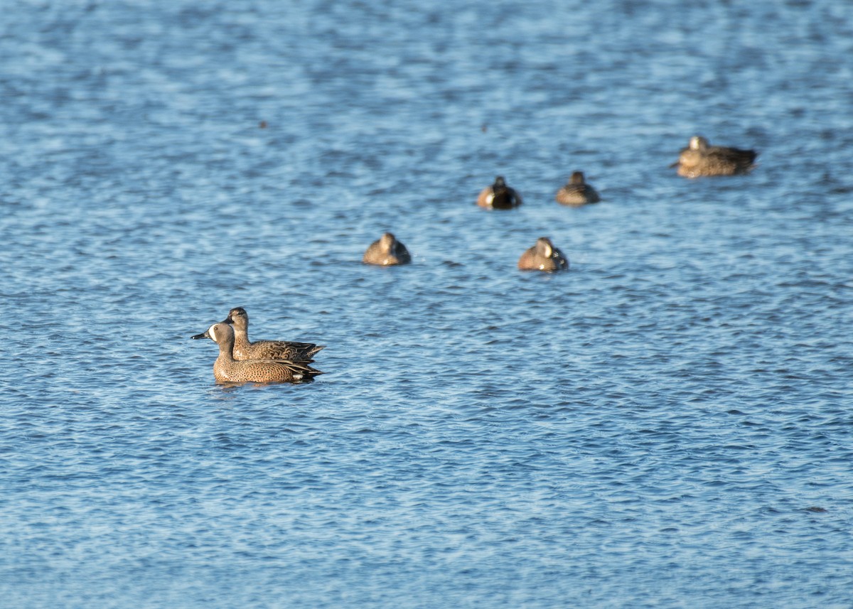 Blue-winged Teal - ML642953385