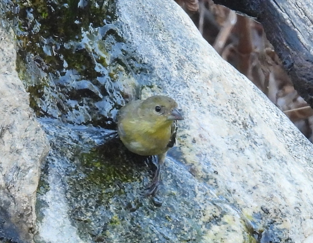 Lesser Goldfinch - ML642953386