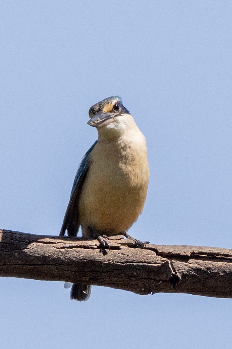 Sacred Kingfisher - ML642953387