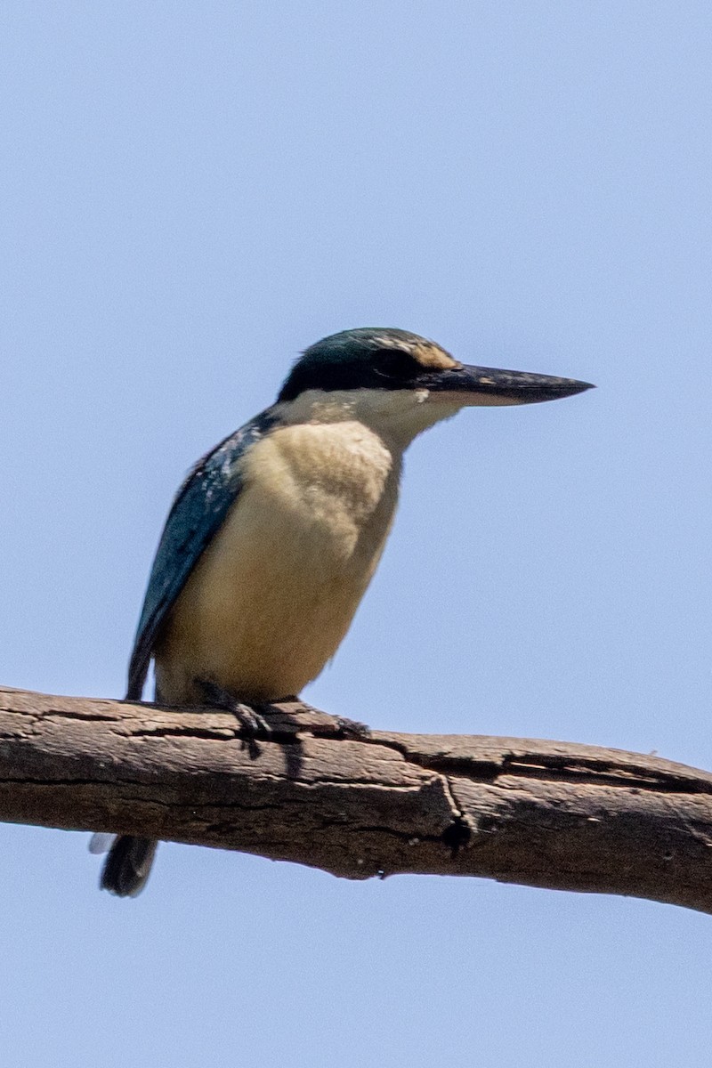 Sacred Kingfisher - ML642953388