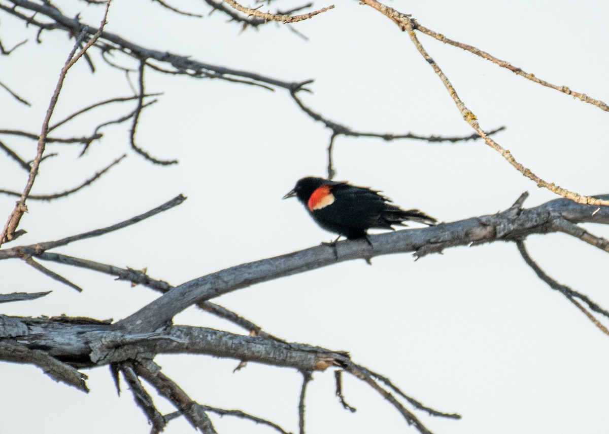 Red-winged Blackbird - ML642953390