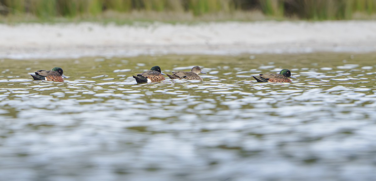 Chestnut Teal - ML642953391