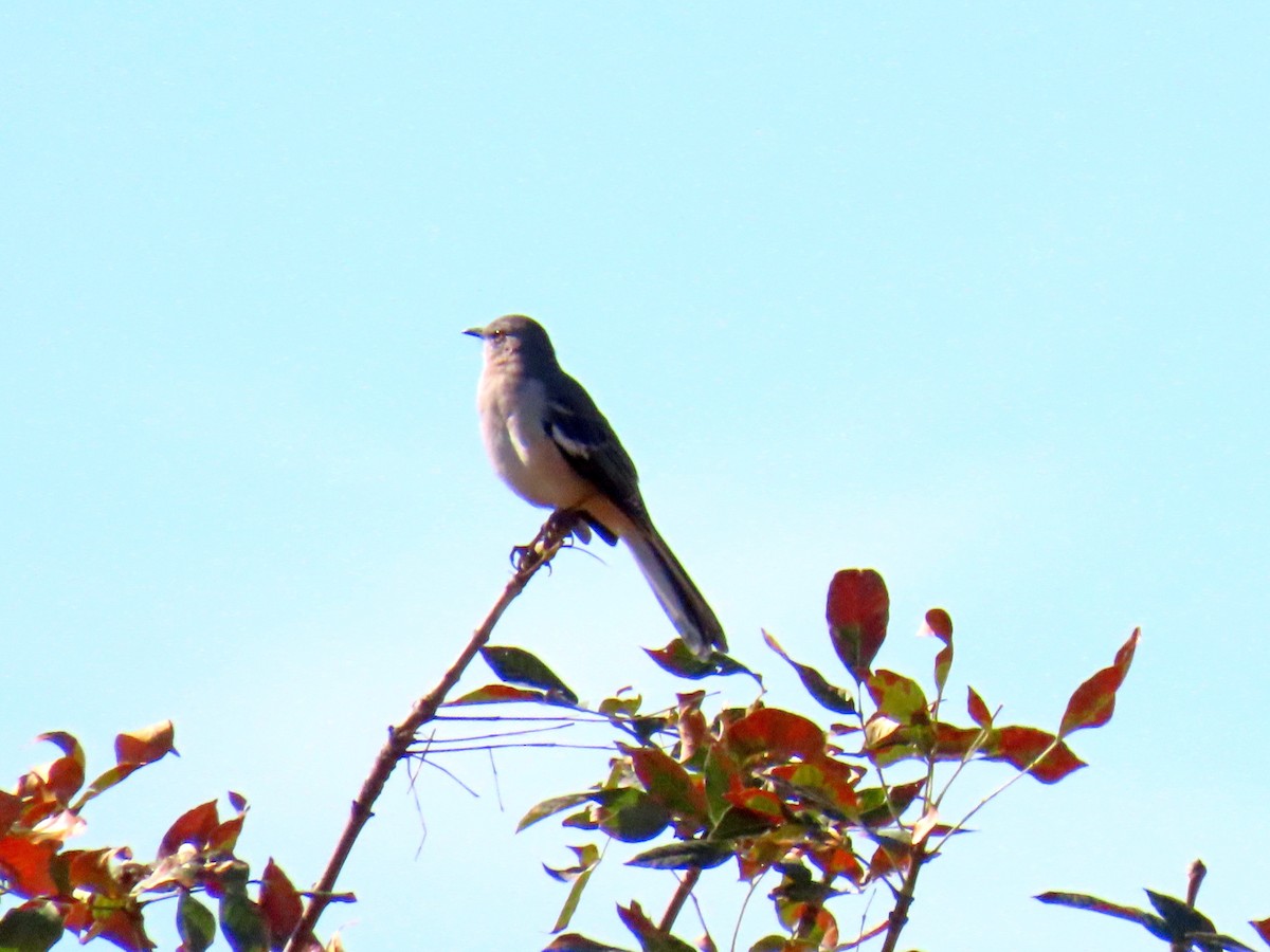 Northern Mockingbird - ML642953392