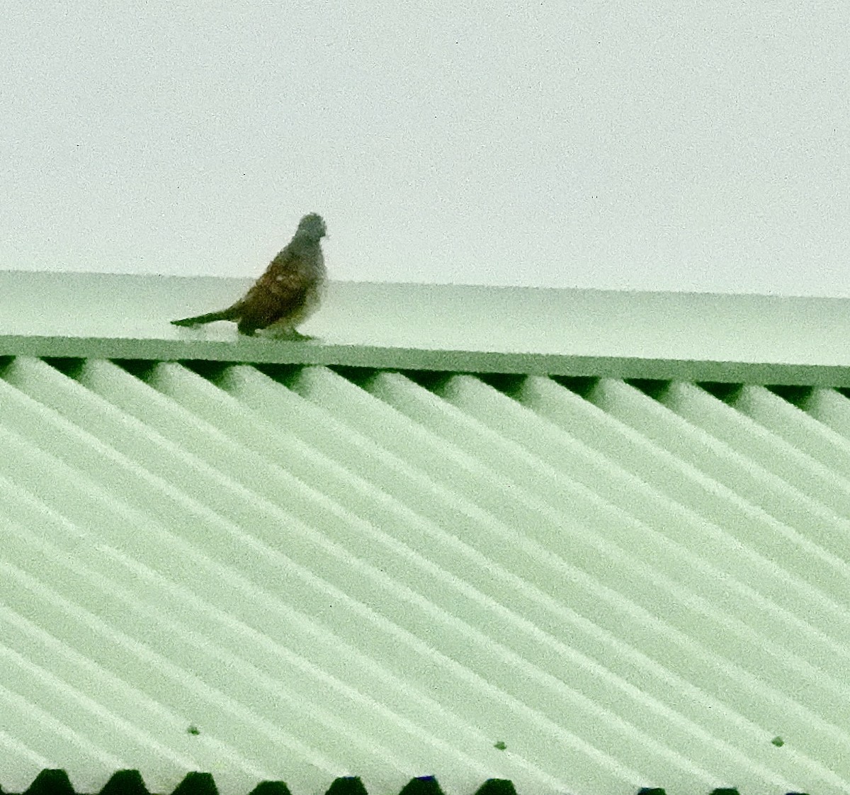 Zebra Dove - ML642953393