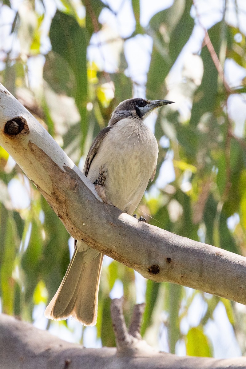 Little Friarbird - ML642953395