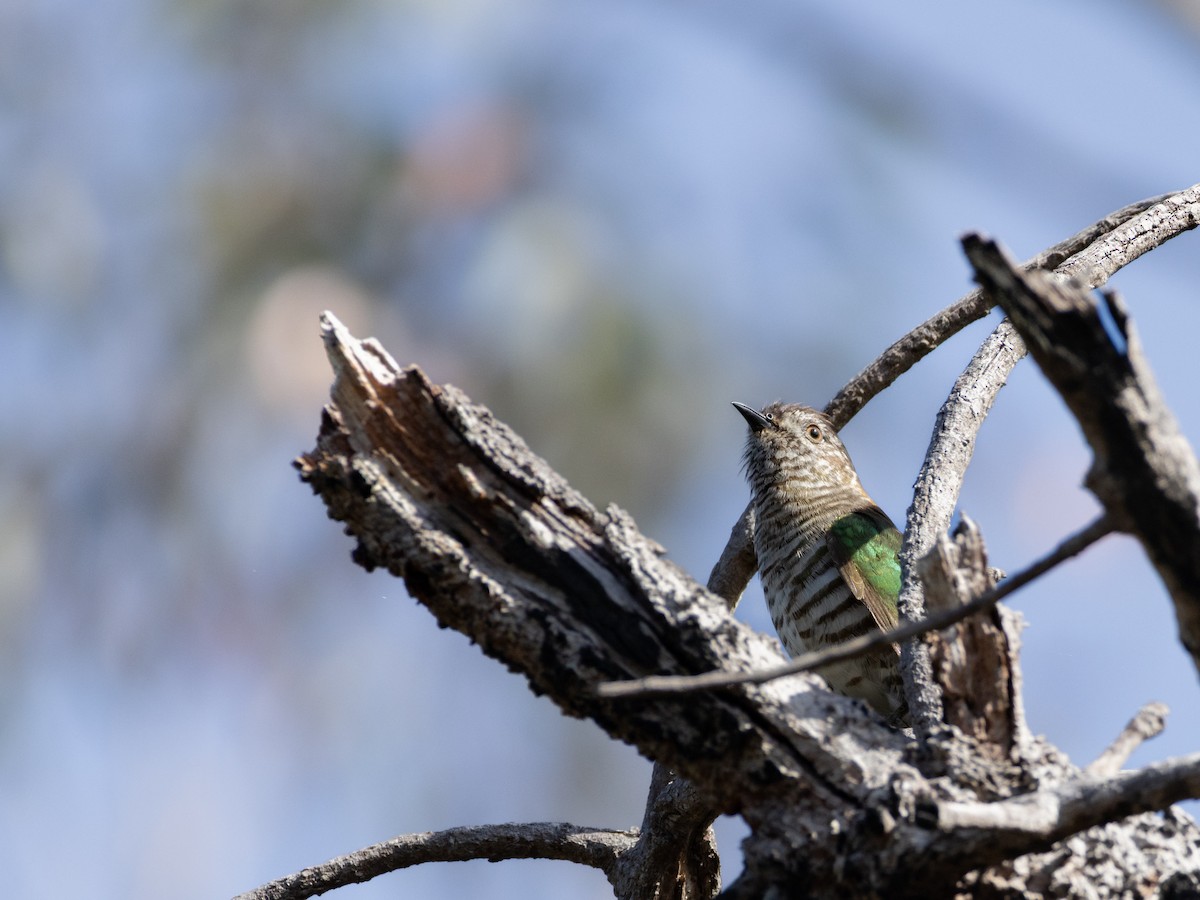 Shining Bronze-Cuckoo - ML642953396