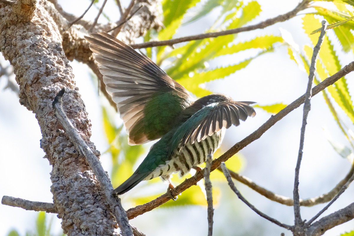 Shining Bronze-Cuckoo - ML642953397