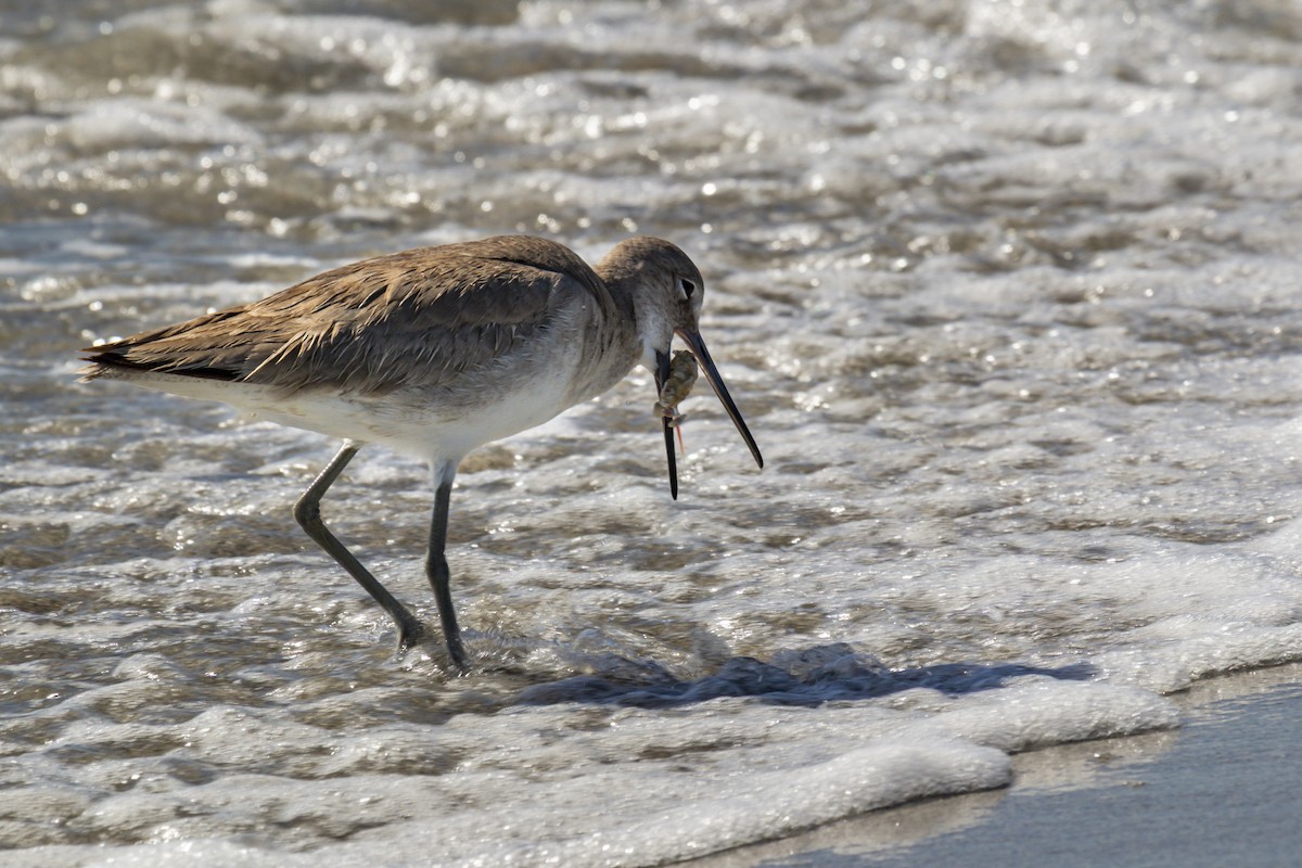 Willet - ML642953401