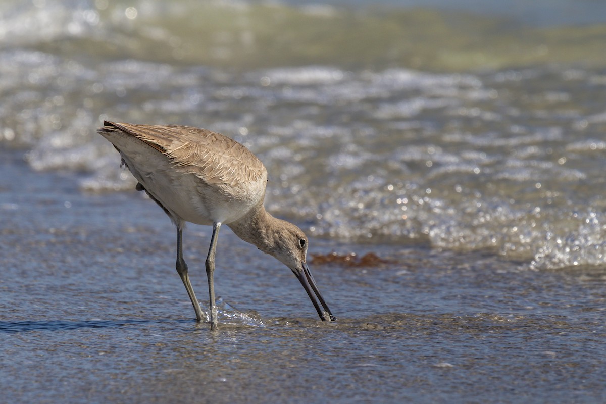 Willet - ML642953402