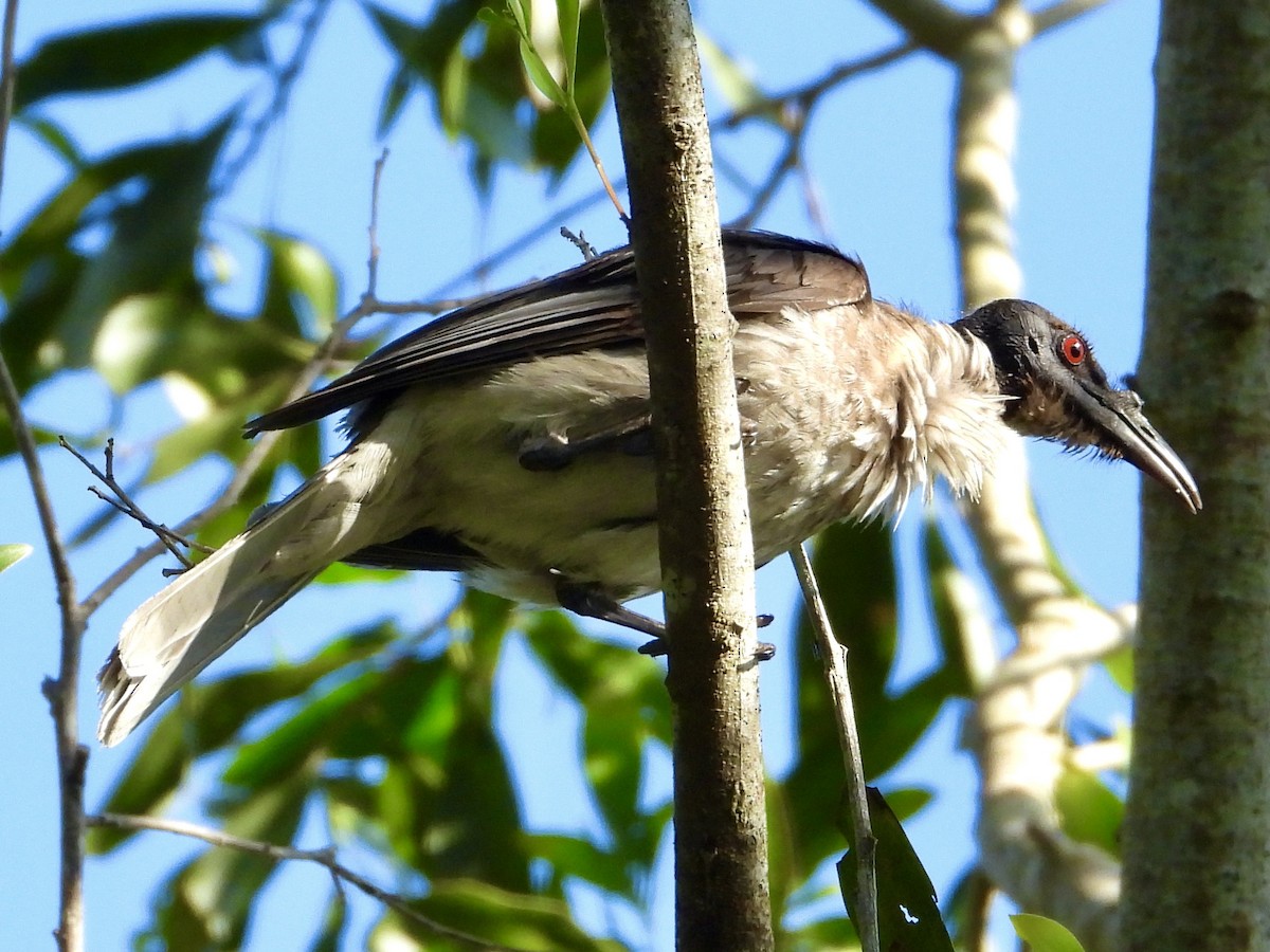Noisy Friarbird - ML642953403