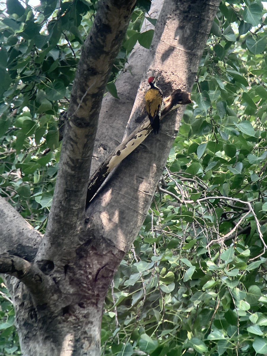 Black-rumped Flameback - ML642953406