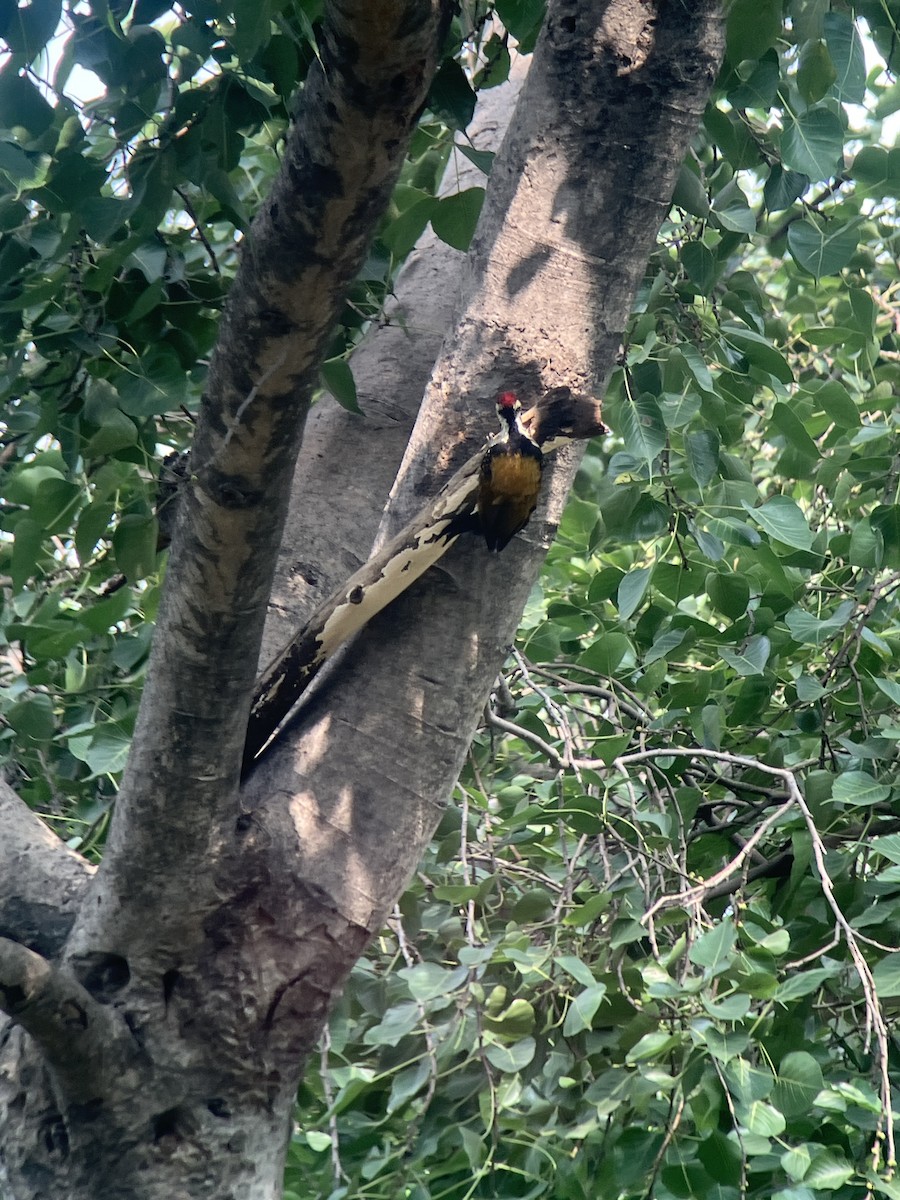 Black-rumped Flameback - ML642953407