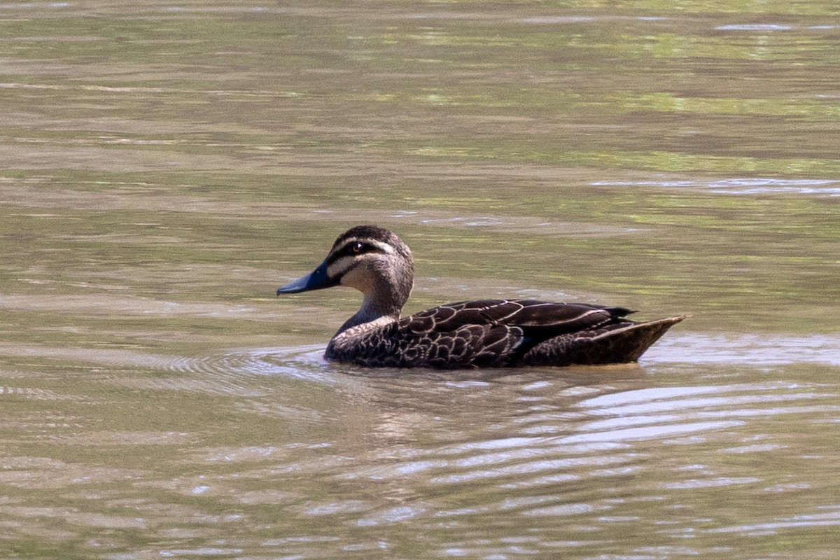 Pacific Black Duck - ML642953408