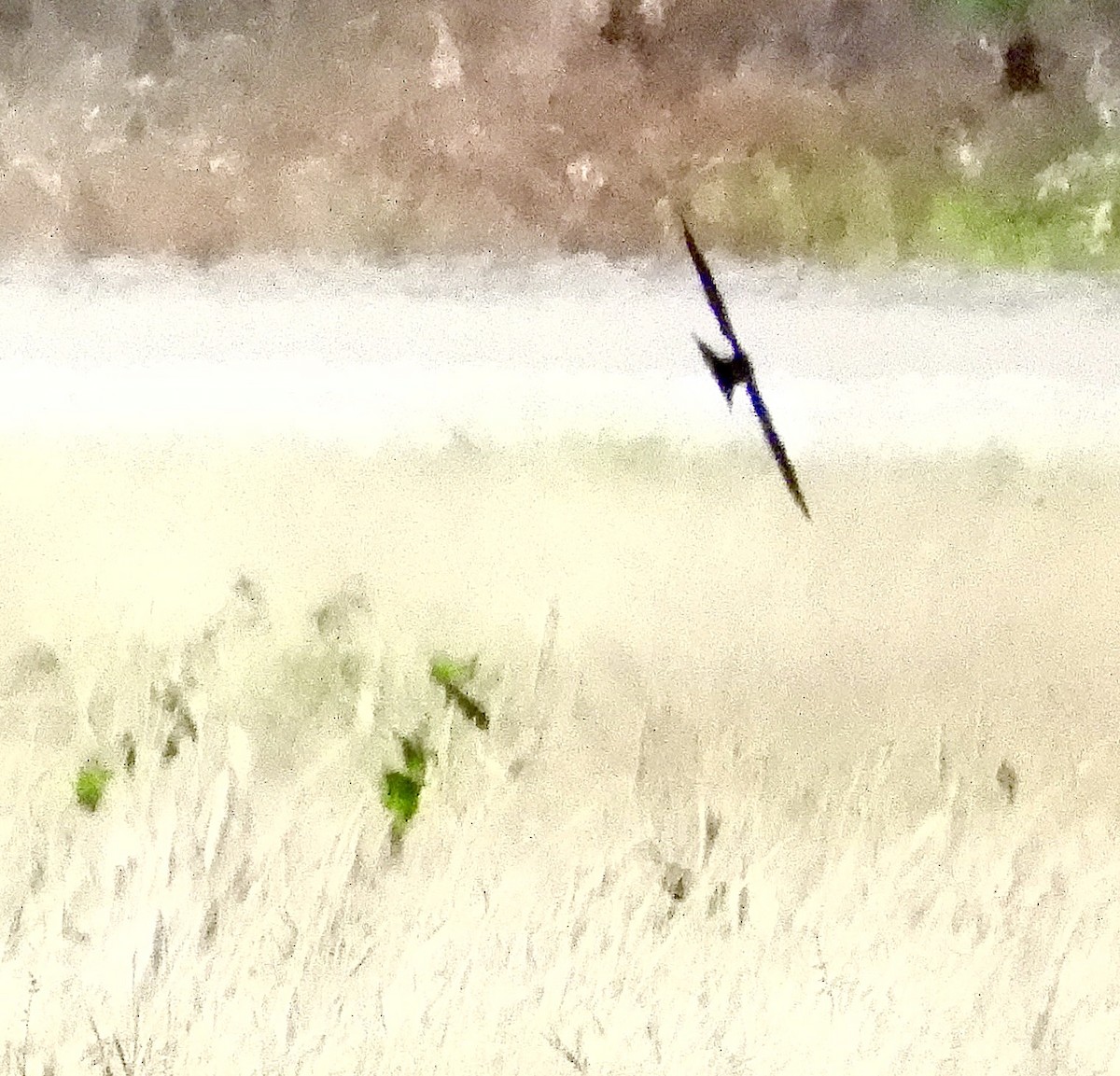 Drab Swiftlet - ML642953410