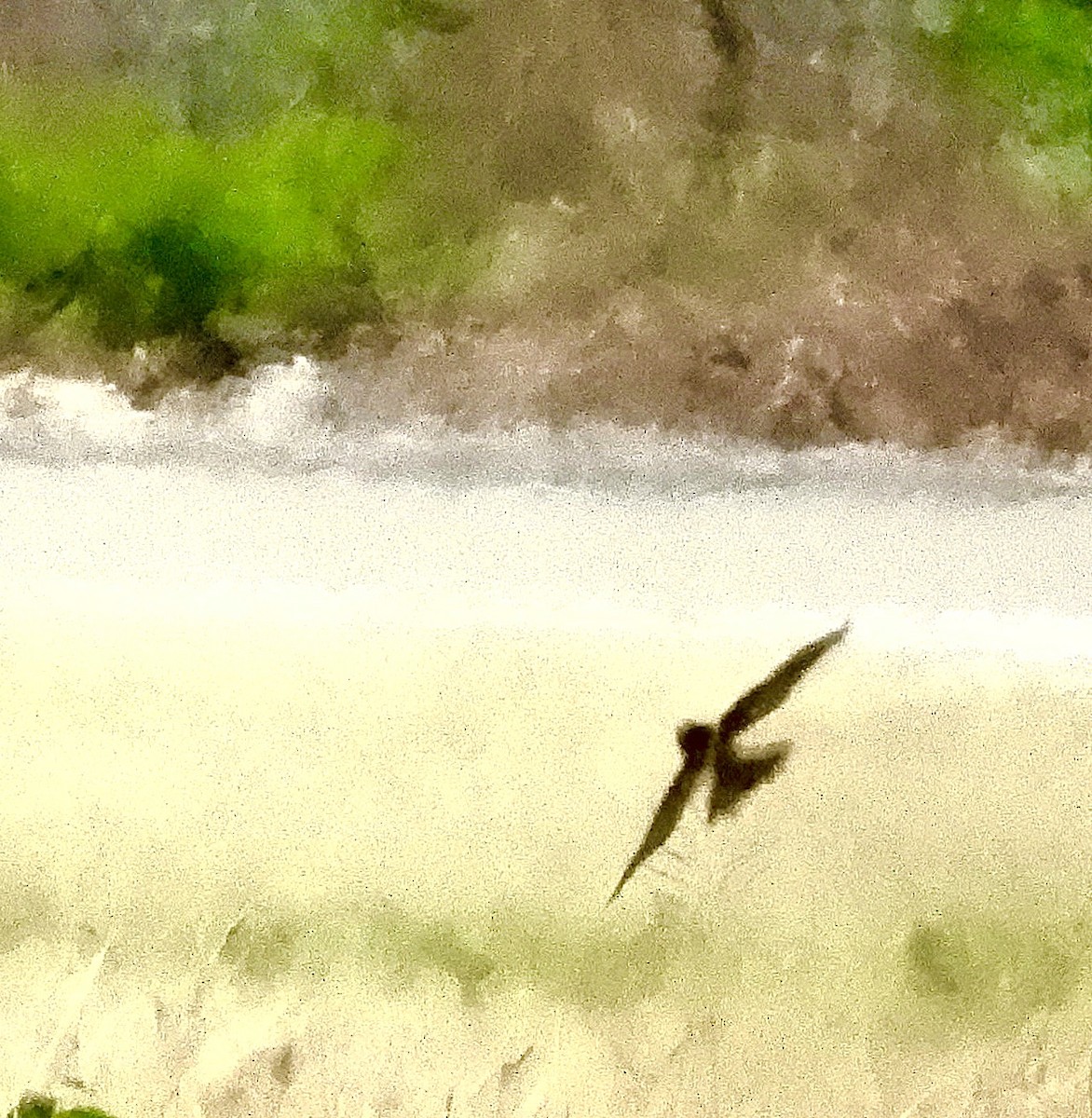 Drab Swiftlet - ML642953411