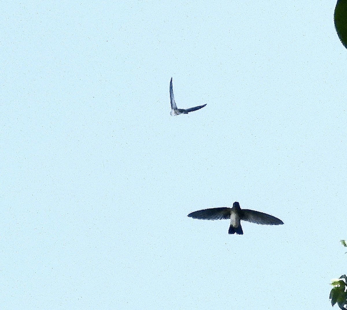 Drab Swiftlet - ML642953412