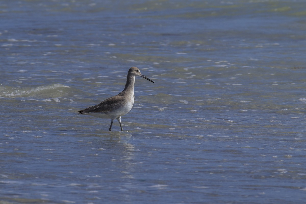willetsnipe - ML642953421