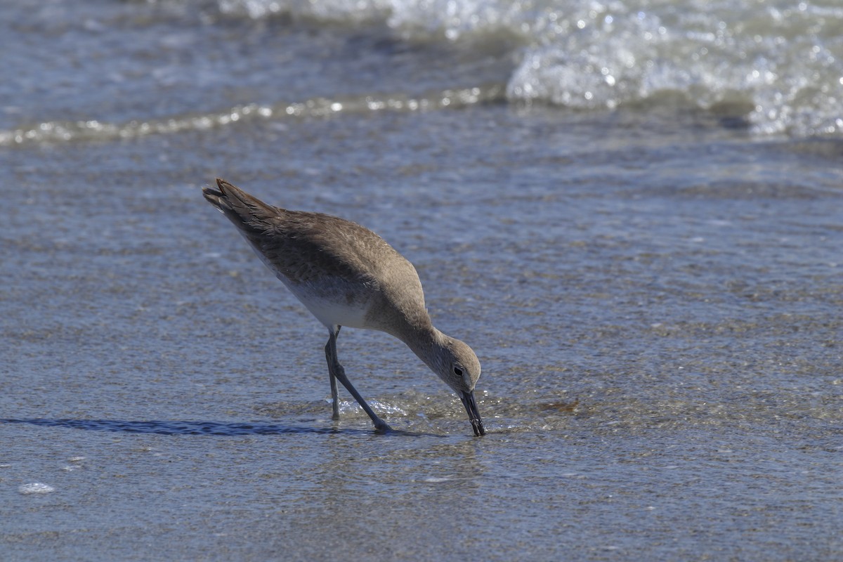 willetsnipe - ML642953422