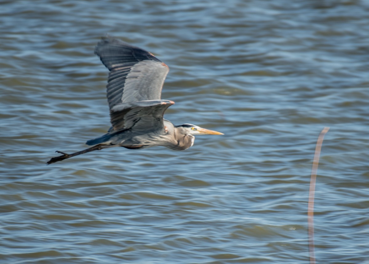 Great Blue Heron - ML642953451