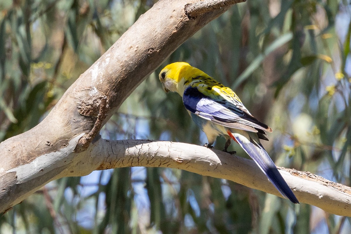 Pale-headed Rosella - ML642953459