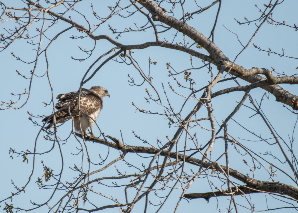 Red-tailed Hawk - ML642953461