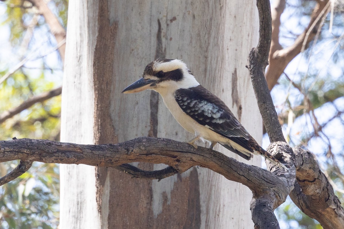 Laughing Kookaburra - ML642953464