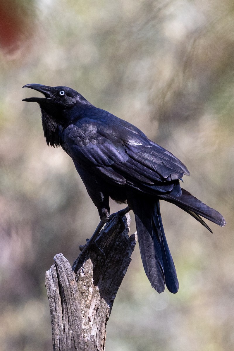 Australian Raven - ML642953468