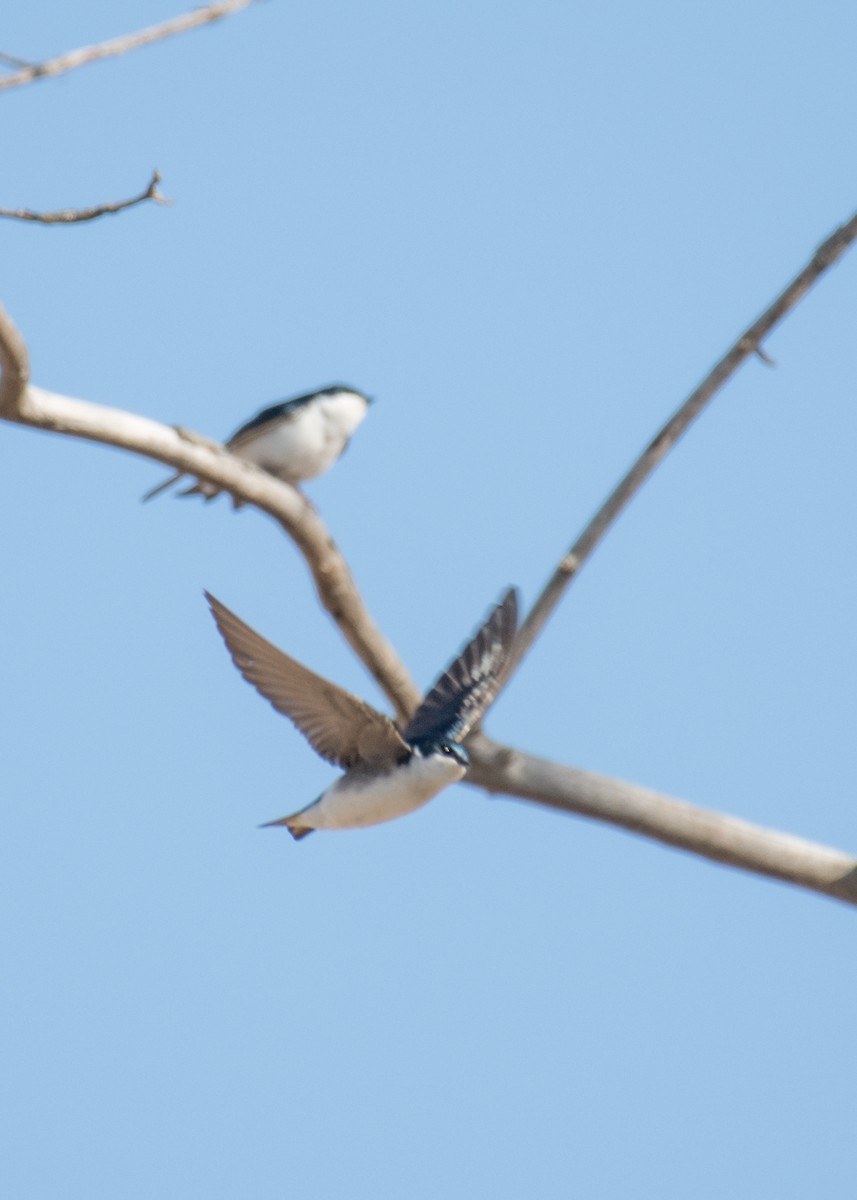 Tree Swallow - ML642953470