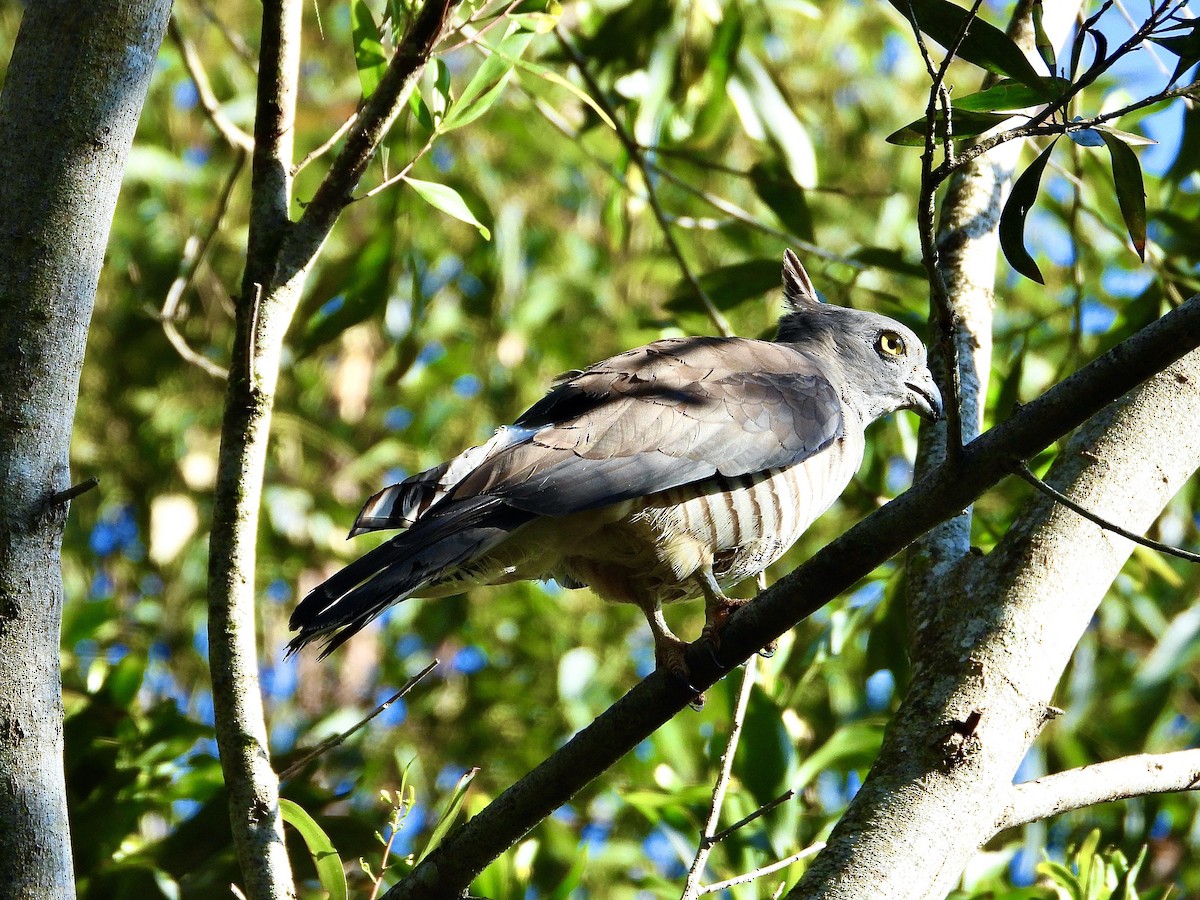 Pacific Baza - ML642953482