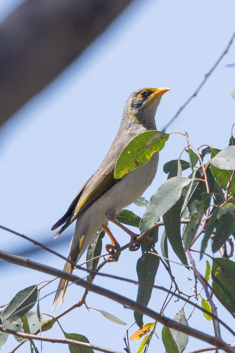 Yellow-throated Miner - ML642953485