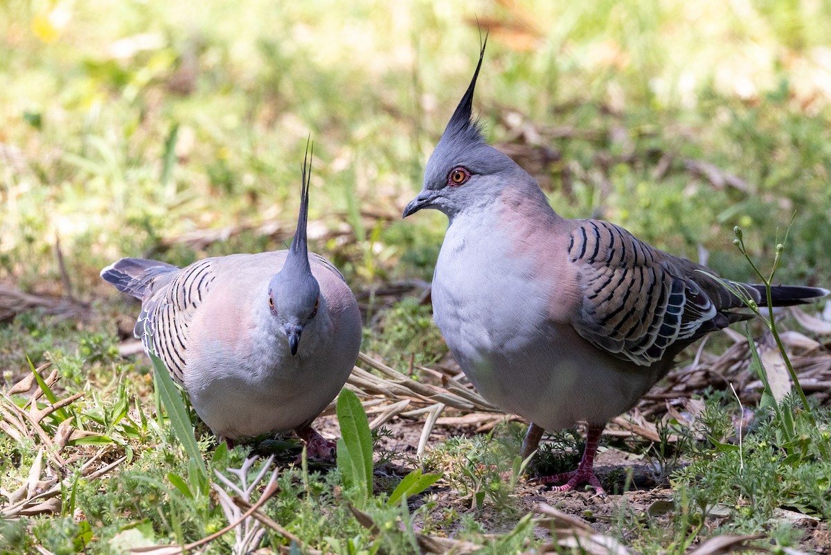 Crested Pigeon - ML642953491