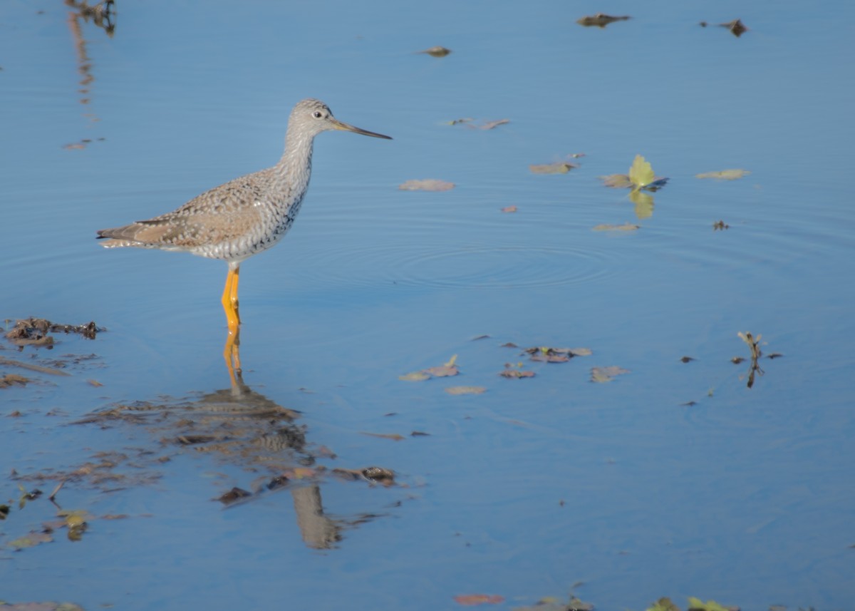 Greater Yellowlegs - ML642953492