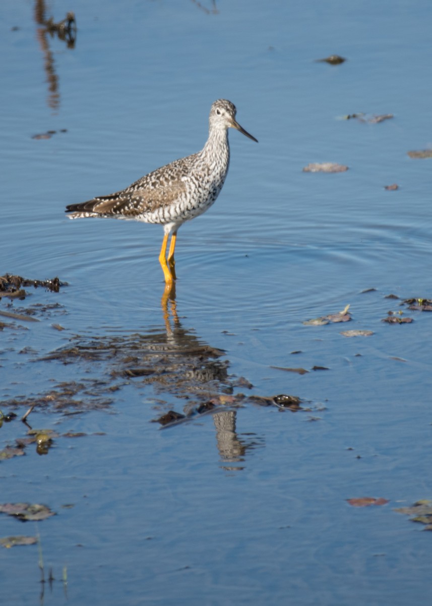 Greater Yellowlegs - ML642953493
