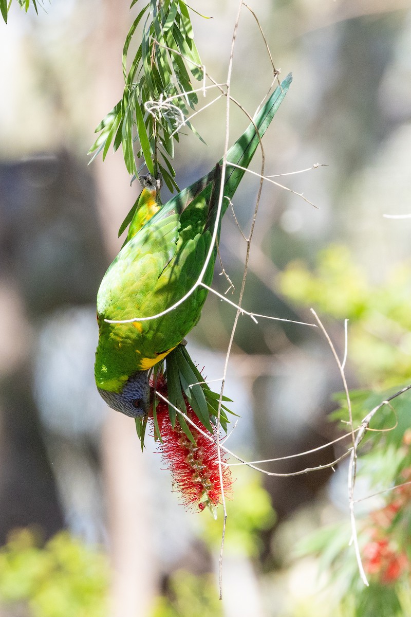 Rainbow Lorikeet - ML642953516