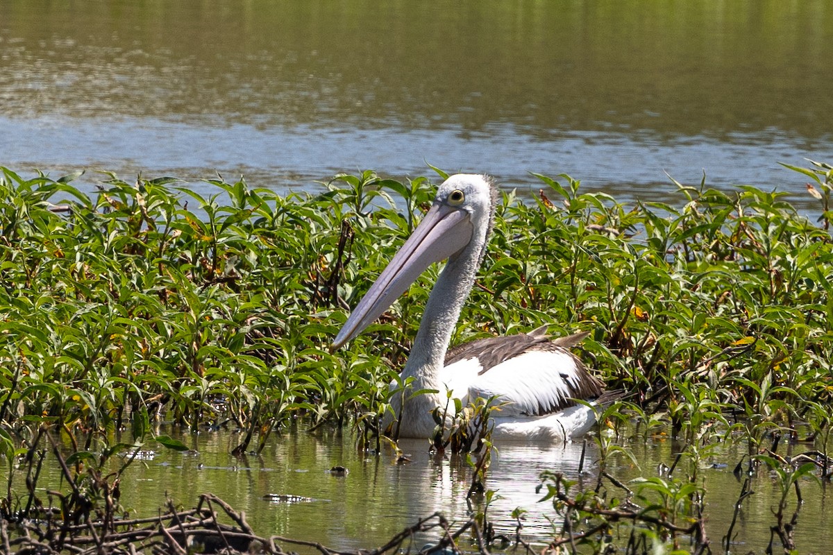 Australian Pelican - ML642953521