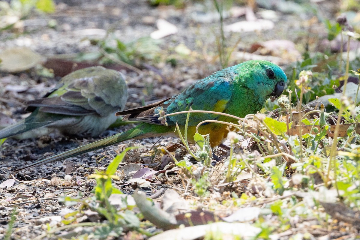 Red-rumped Parrot - ML642953530